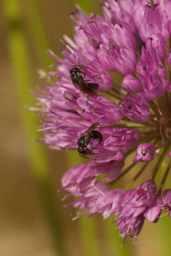 Allium 'Millenium' mit Hylaeus punctulatissimus