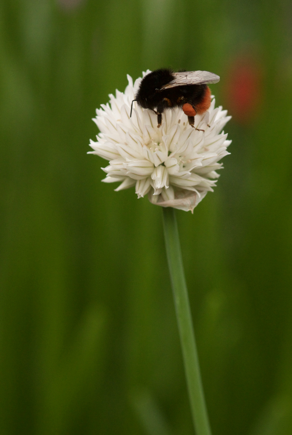 Steinhummel auf Schnittlauchblüte