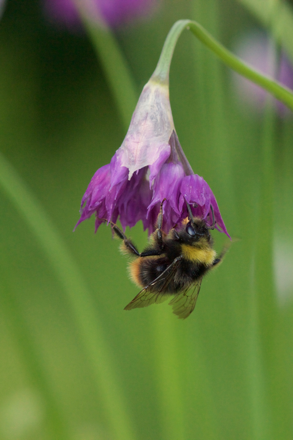 Hummel an Allium cyatophorum subsp. farreri