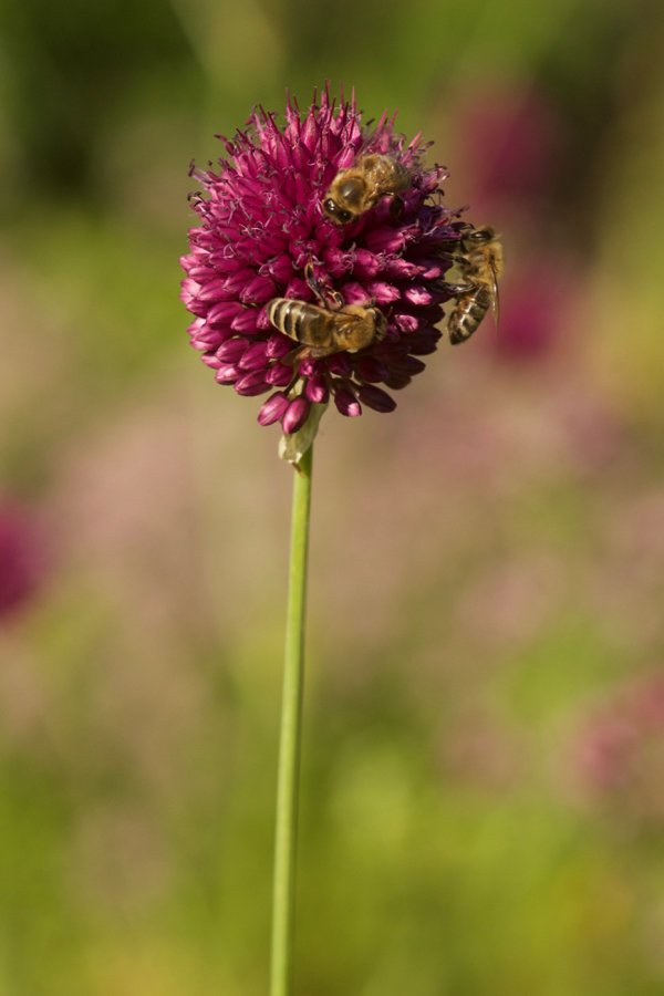 Honigbienen auf Kugelkopflauch