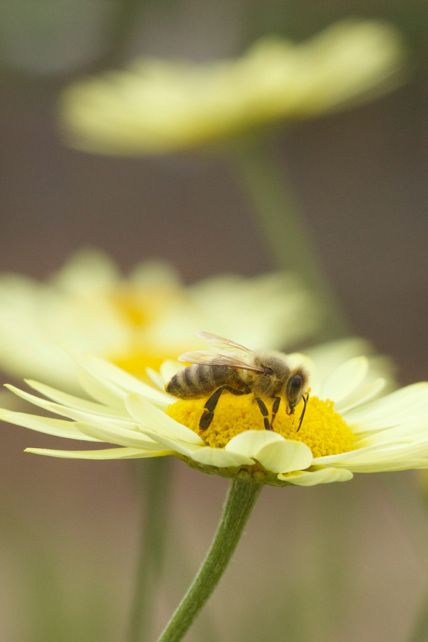 Anthemis tinctoria mit Biene