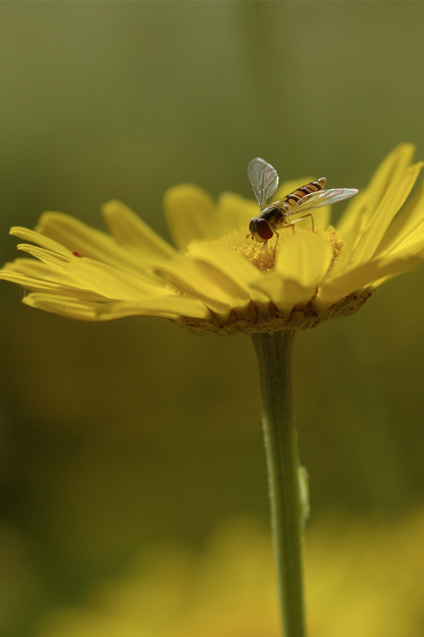 Färberkamille mit Schwebfliege