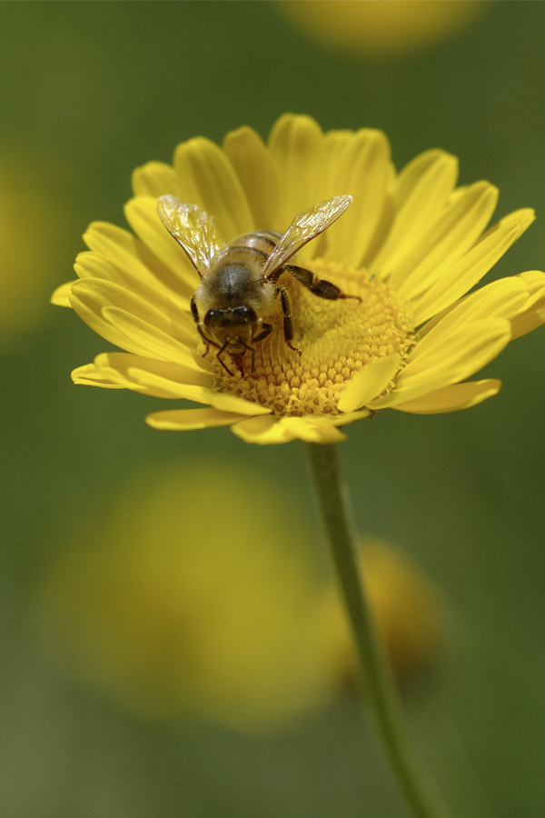 Anthemis tinctoria mit Apis mellifera