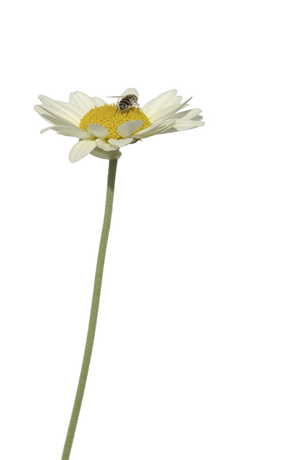 Anthemis tinctoria - Färberkamille