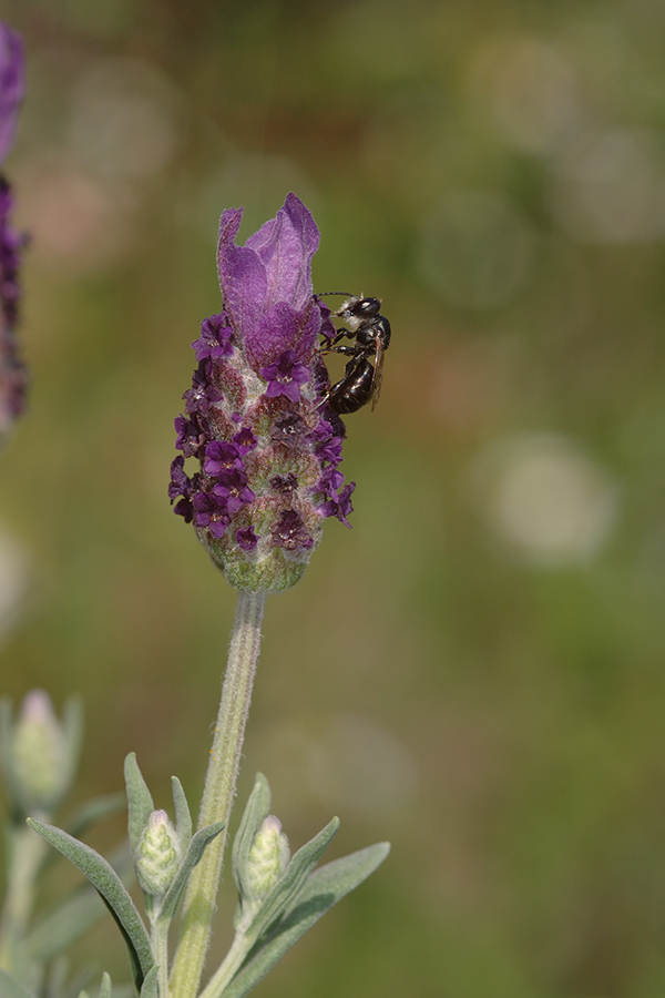 Wildbiene an Zahnlavendel