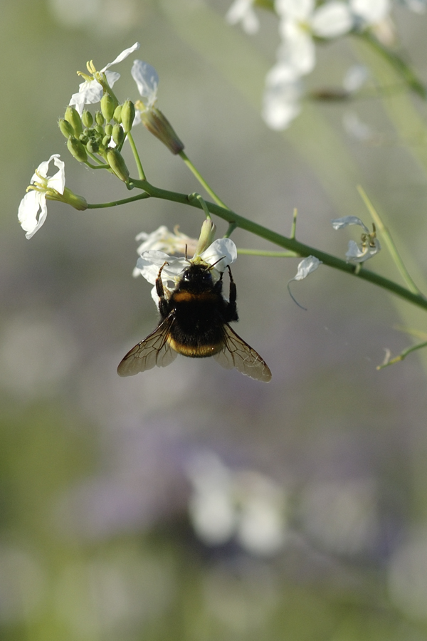 Raphanus mit Bombus - Hummel an Rettichblüte