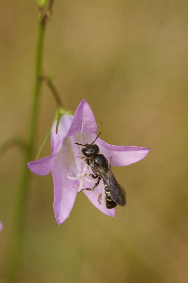 Scherenbiene an Campanula rapunculus