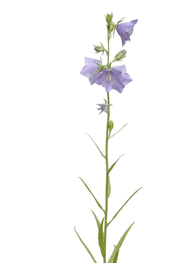 Campanula persicifolia - Pfirsichblättrige Glockenblume