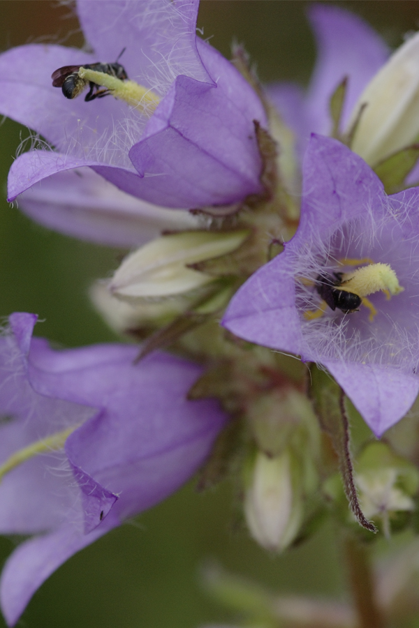 Campanula trachelium mit Chelostoma rapunculi