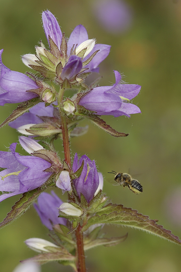 Wildbiene an Glockenblume