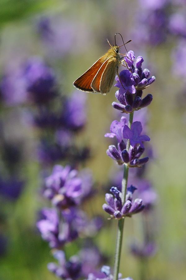 Dickkopffalter an Lavendel