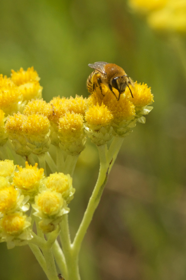 Biene auf Helichrysum
