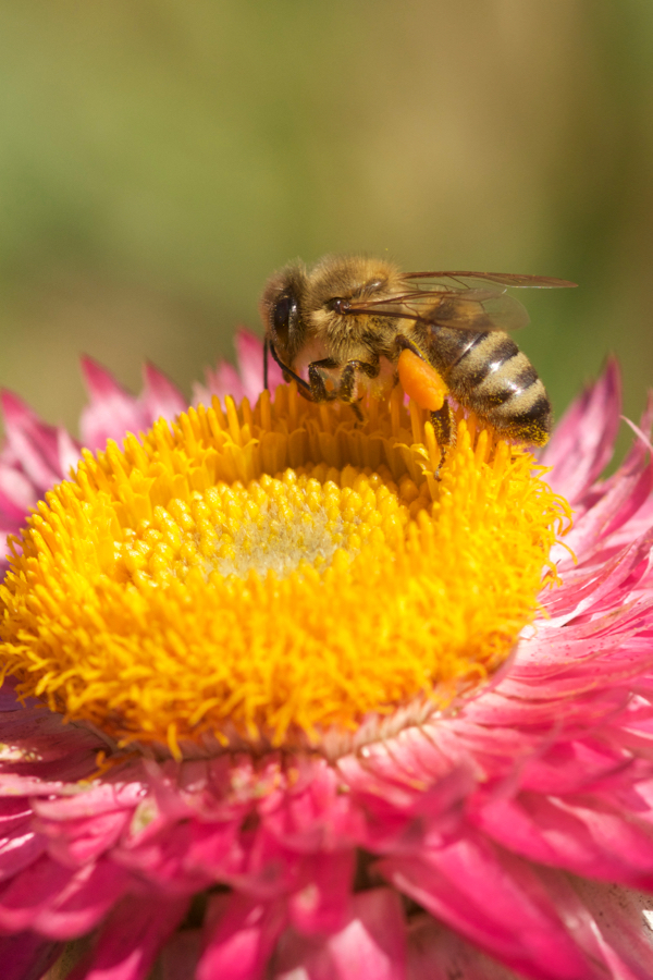 Honigbiene auf Helichrysum bracteatum