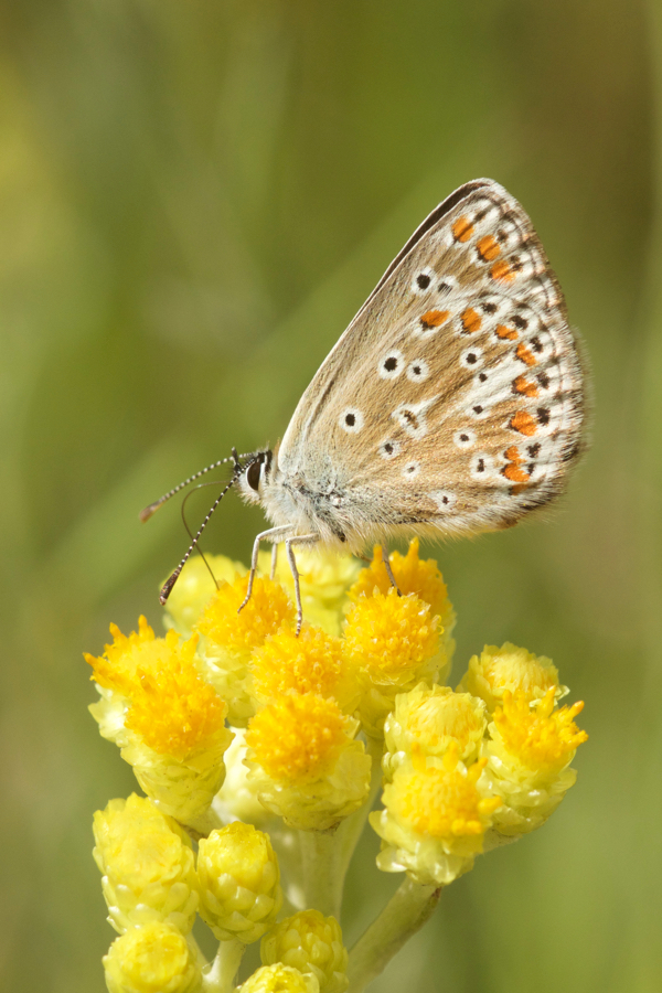 Helichrysum arenarium und Hauhechelbläuling