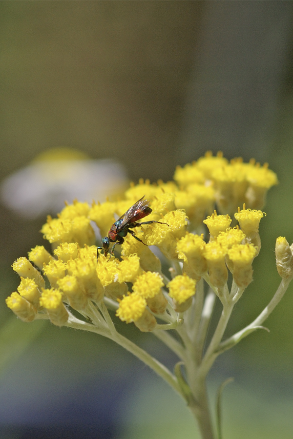 Helichrysum italicum mit Chrysis