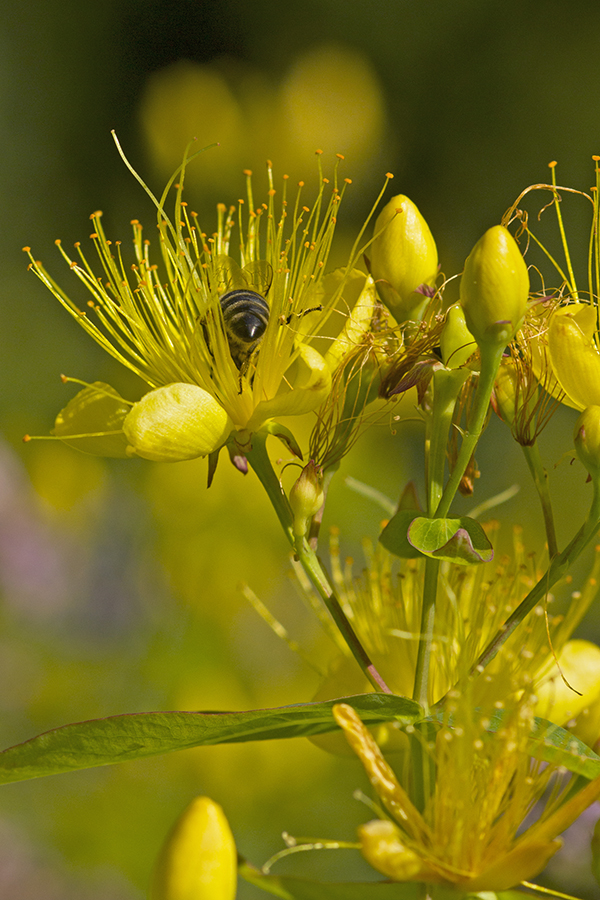 Hypericum hircinum mit Honigbiene