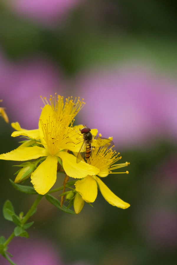 Hypericum perforatum mit Schwebfliege