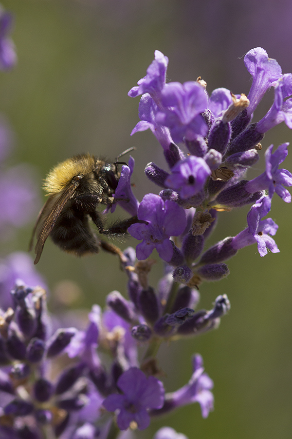 Hummel an Lavendel