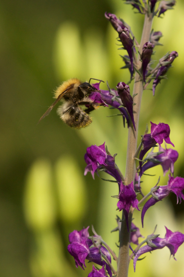 Linaria mit Hummel