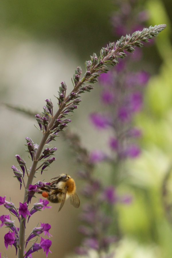 Hummel an Linaria purpurea