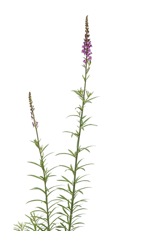 Linaria purpurea