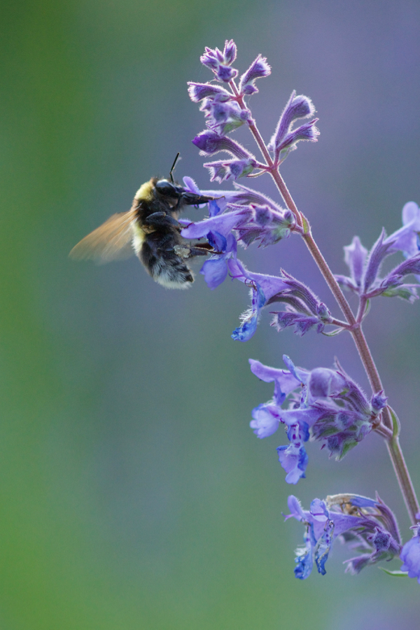 Hummel an Nepeta 'Six Hills Giant'