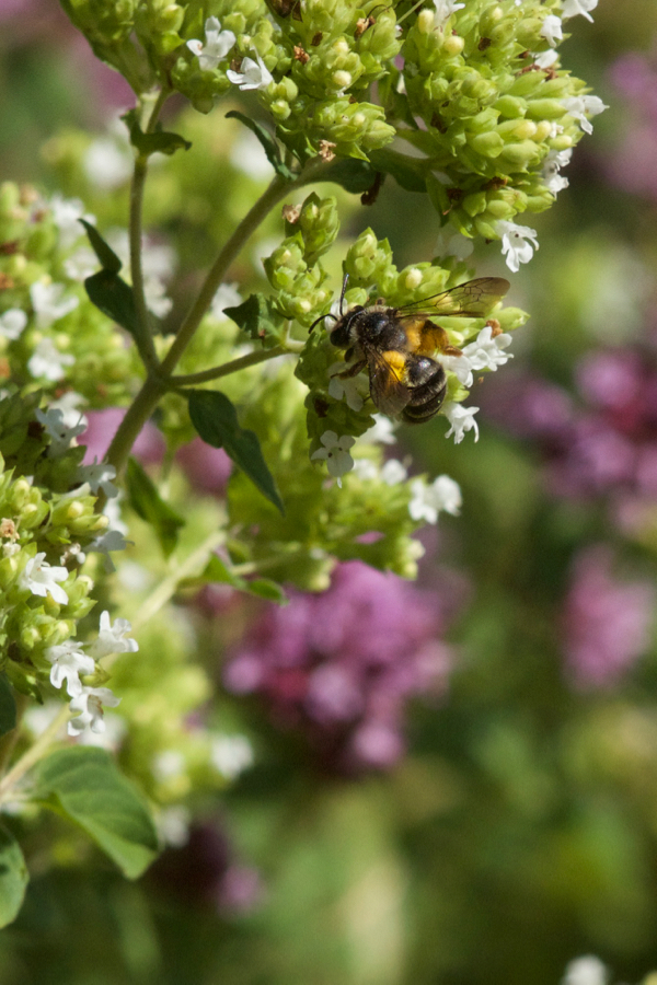 Wildbiene an Oregano