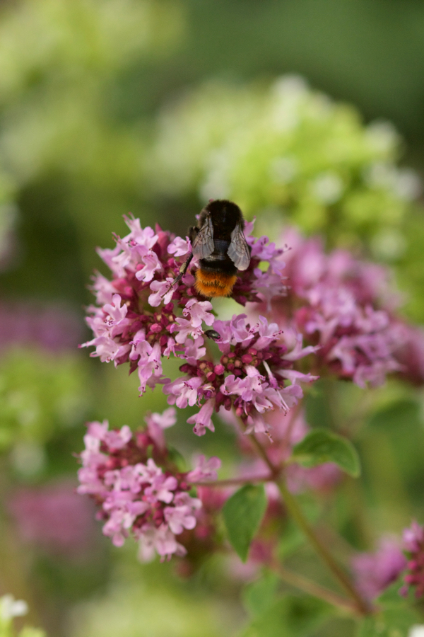 Origanum mit Steinhummel