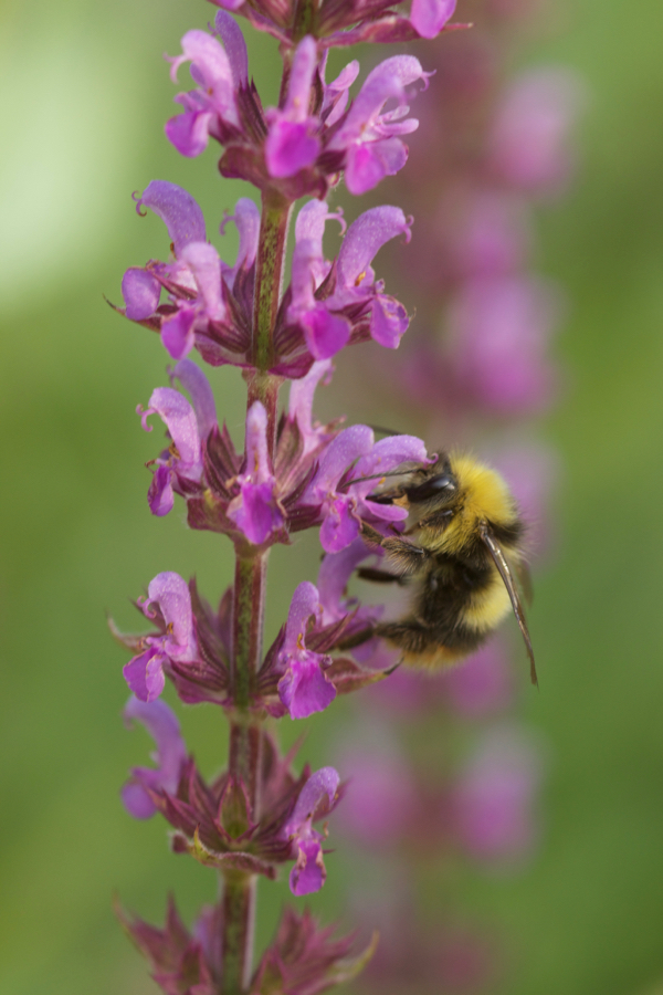 Hummel an Wiesensalbei