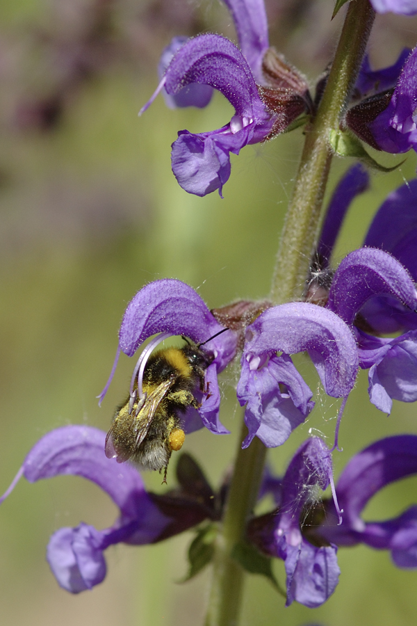 Wiesensalbei mit Gartenhummel