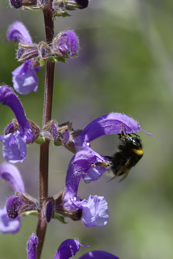 Wiesensalbei mit Gartenhummel