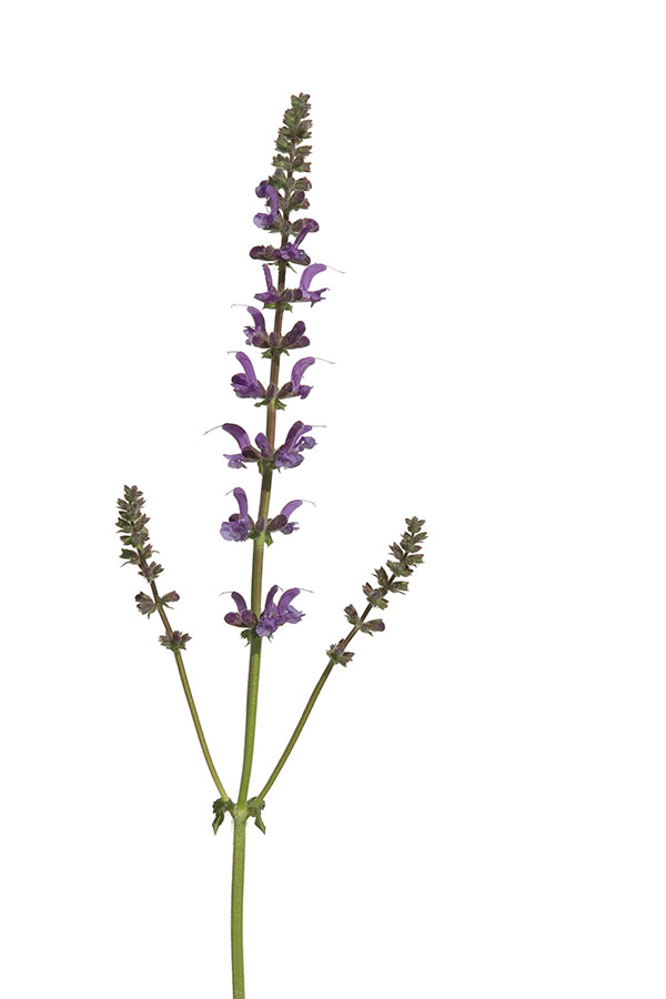 Salvia pratensis - Wiesensalbei
