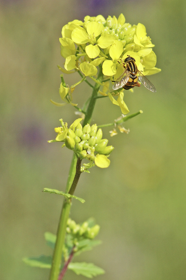 Sinapsis alba mit Helophilus