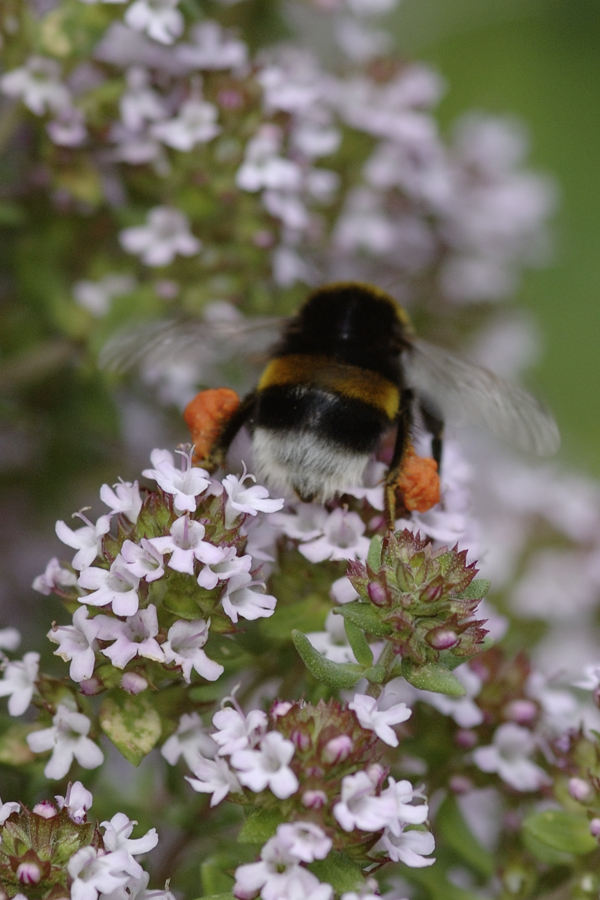 Erdhummel an Thymian