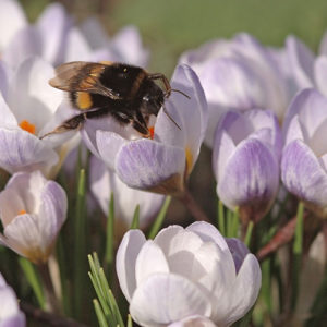 Erdhummel an Krokus