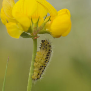 Lotus corniculatus mit Raupe