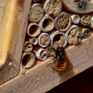 Osmia cornuta vor Nisthilfe