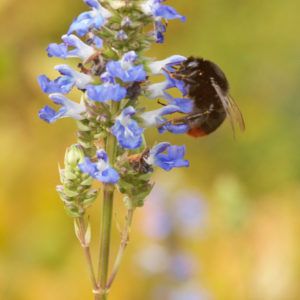 Salvia uliginosa mit Steinhummel