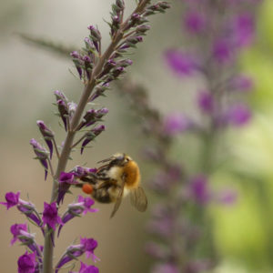 Linaria mit Hummel